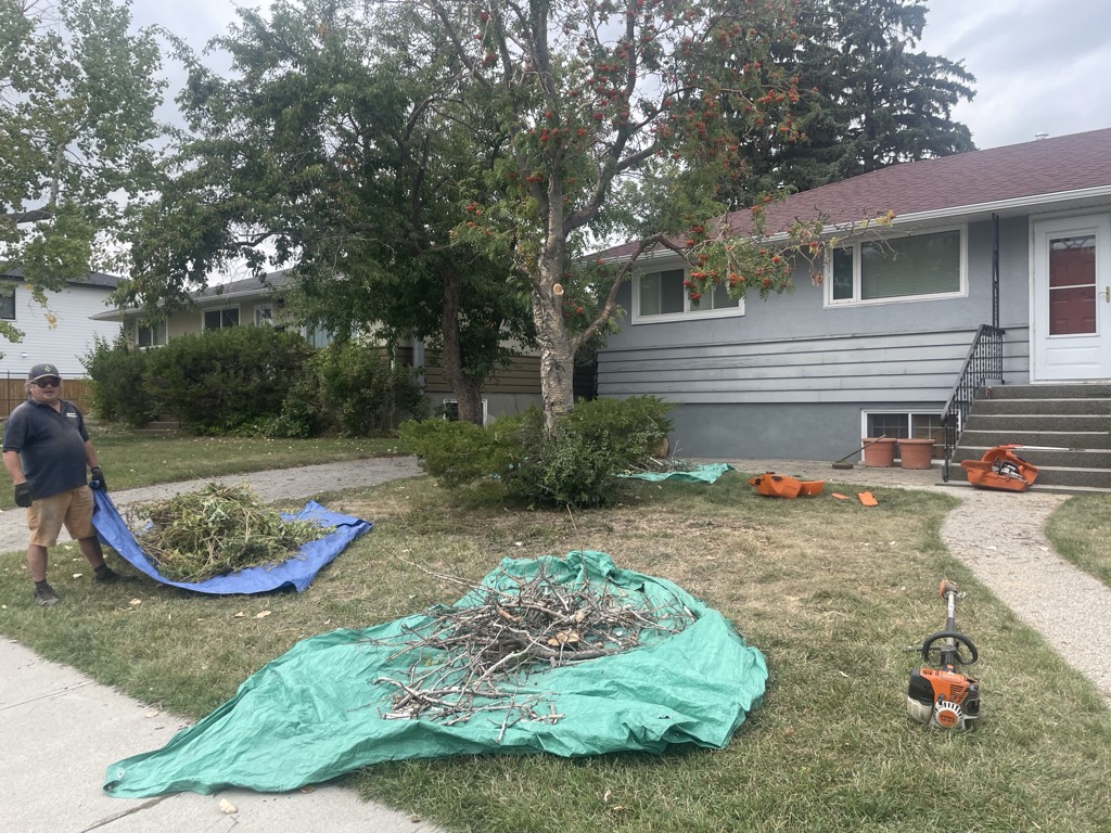 Branch collection and cleanup