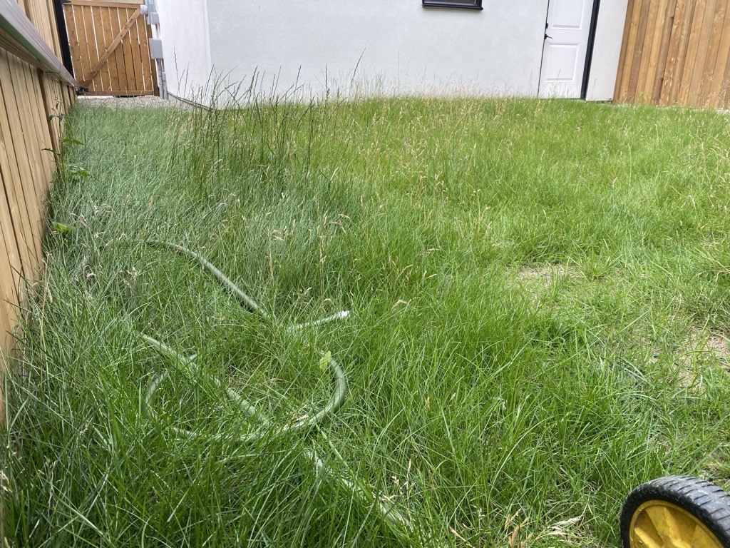Overgrown lawn needing mowing